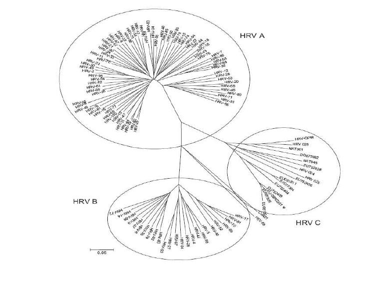 리노바이러스 group에 따른serotype 분류