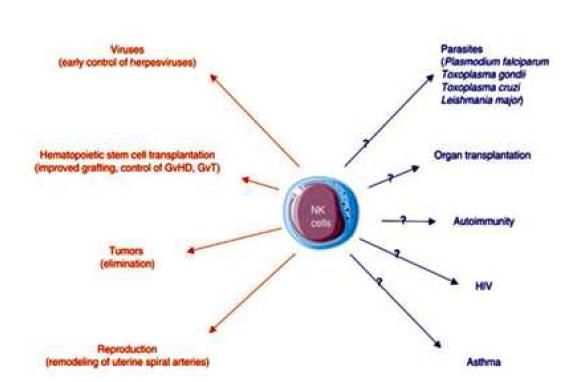NK cell functions.