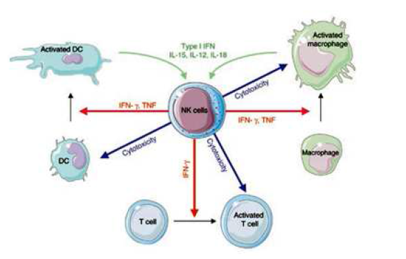 Regulation of immune responses by NK cells.