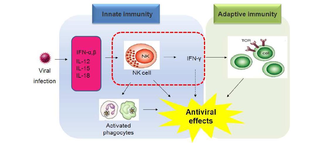 Central role of NK cells in viral infection.