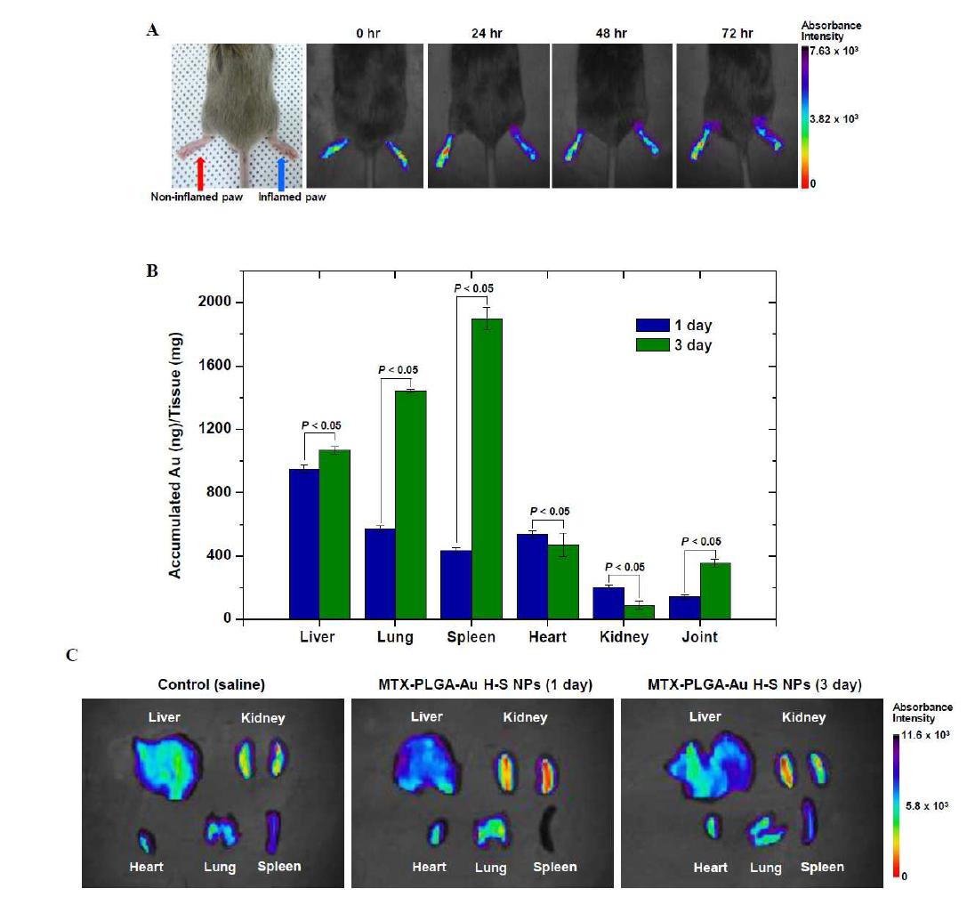 A, In vivo NIR absorbance images of inflamed and non-inflamed paws in CIA mice injected intravenously MTX-PLGA-Au H-S NPs showed more delivery and accumulation of NPs in the inflamed paw. B, The distribution of injected NPs measured by ICP-MS in CIA mice. NPs were taken up by liver, lung and spleen, with lesser accumulation in the kidney or heart. NPs were accumulated in inflamed joint and showed prolonged retention until 3 days. C, Ex-vivo NIR absorbance imaged of injected NPs in CIA mice demonstrated similar result with ICP-MS.