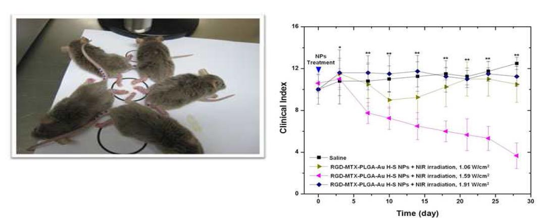 콜라겐 관절염 쥐에 근적외선 조사 사진 및 최적 근적외선 강도 확인