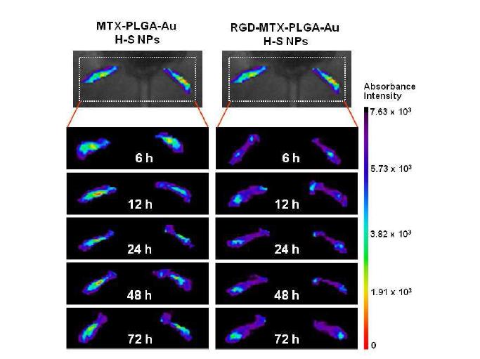 시간에 따른 정맥 투여 및 관절 내 투여한 RGD-MTX loaded PLGA Au H-S나노입자의 류마티스 관절염 부위로의 타켓 효과 및 축적 효과