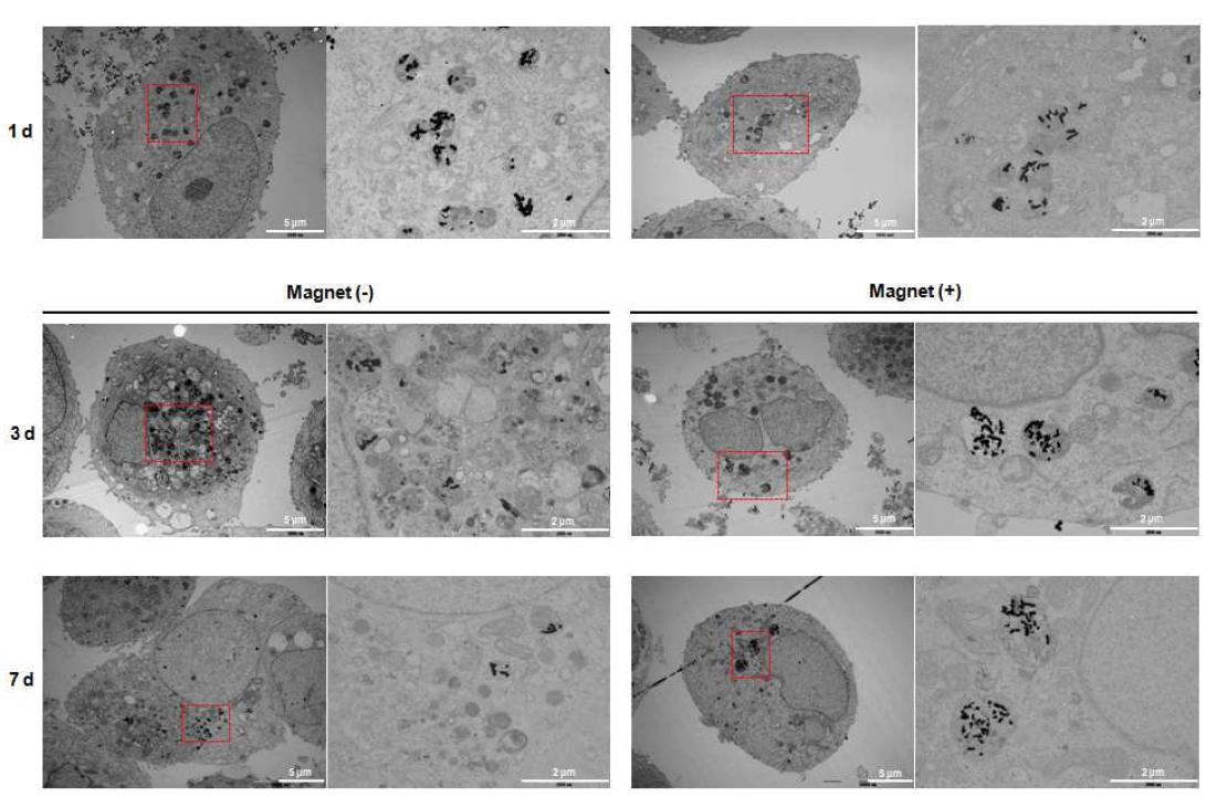 MCF-7 암세포에 처리한 나노입자의 TEM 이미지