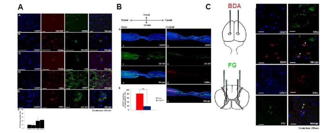 (A) 척수손상 후 척수강내로 투여된 F3.BDNF는 손상된 척수내에서 생착, 올리고덴드로글리아 (O4, MBP)로의 분화가 가능함을 확인. (B) 손상 후 글리아세포에 의해 유도되는 흉터생성 (GFAP+)을 감소시킴. (C) Neuronal tracer인 BDA, FG 등을 투여하여 손상된 척수 내 생착된 세포가 BDA, FG와 merge함을 확인.