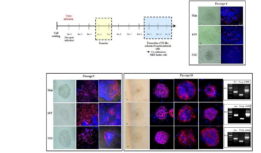 Establish되어진 3종의 인간유도만능줄기세포: 3 종의 유도만능줄기세포로부터 pluripotency marker인 Oct- 4, Nanog 등의 expression 확인.