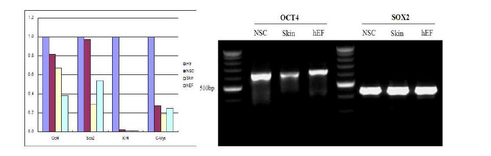 제작된 3종의 유도만능 줄기세포로부터 qRT- PCR을 통한 Oct- 4, Sox2의 endogene 발현 확인.