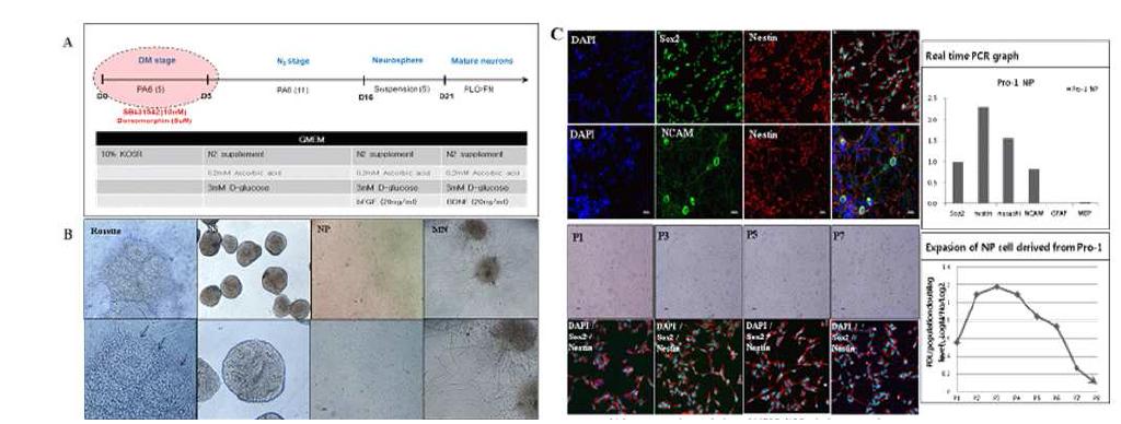 Pro- 1 세포의 신경세포 분화 유도.