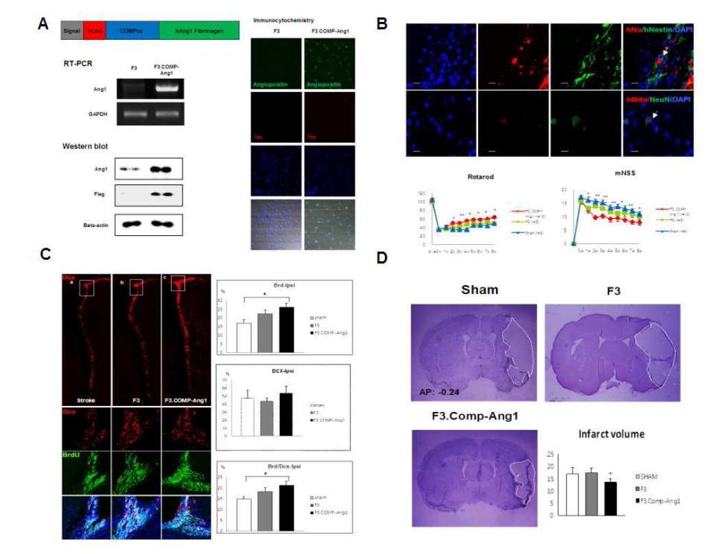 (A)　인간태아 신경줄기세포 (F3 neural stem cell)에 Comp기를 삽입한 Angiopoietin 1 (Ang1)을 LV vector를 이용하여 transfection 시킴. RT- PCR, Western blot 및 in vitro IHC 상에서 Ang1이 안정적으로 발현함을 확인함. (B) F3.Comp.Ang1을 뇌내 이식 후 8주째 신경세포로의 분화 확인 (Nestin+, hNeuN+) 및 8주까지의 행동학적 호전 관찰 (C) F3.Comp.Ang1을 뇌내 이식 후 SVZ에서의 내인성 신경재생능 (BrdU+/DCX+) 확인. (D) 세군에서의 infarct size 비교 결과, F3.Comp.Ang1의 뇌경색 크기가 다른 두군에 비해 유의하게 감소됨.