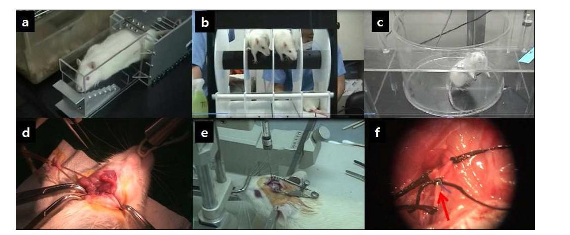 뇌졸중 동물모델 행동분석 및 투여방법 구축 (A) Staircase test, (B) Rotarod test, (C)Apomorphin test, (D) 90 min MCAo model 제작, (E) Stereotaxic surgery를 통한 줄기세포 뇌내 이식, (F) 경동맥 주입 시술