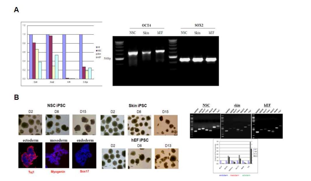 (A) 제작된 3종의 유도만능 줄기세포로부터 qRT- PCR을 통한 Oct- 4, Sox2의 endogene 발현 확인. (B) EB differentiation method를 통한 제작된 3종의 인간유도만능 줄기세포의 pluripotency 확인.