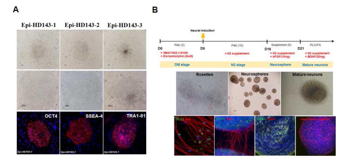 (A)3종의 episomal iPSc 로부터 pluripotent marker인 Oct- 4, SSEA- 4, TRA1- 81 확인. (B)제작된 episomal iPSc의 신경세포로의 분화 유도 및 특성