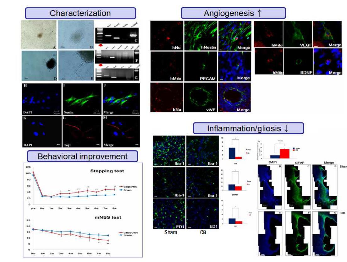 Umbilical cord blood- derived stem cell을 neuronal differentiation시켜 90min MCAo rat stroke model의 뇌내 이식을 통하여 행동학적 호전, 혈관신생(angiogenesis) 촉진 및 항염증 (anti- inflammation) 작용과 흉터생성(gliosis)의 감소를 보였음.