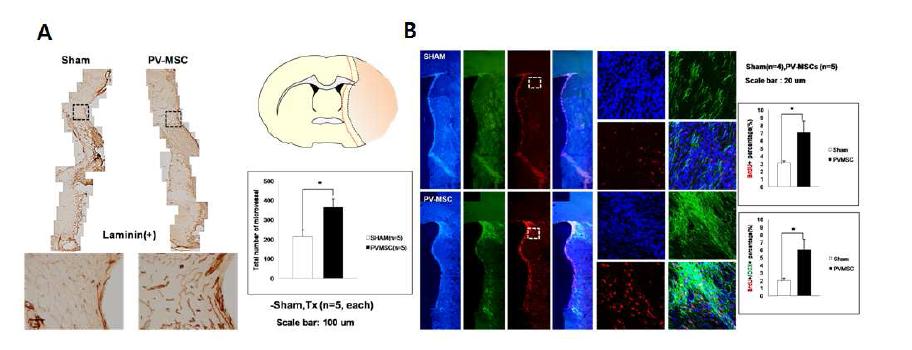 (A) hPV- MSC에서 이식 8주 후 뇌경색 주변부 미세혈관 밀도 (laminin+)의 증가. (B)hPV- MSC 뇌내 이식 8주 후 SVZ에서의 내인성 신경재생 (BrdU+/DCX+)의 증가가 관찰됨.