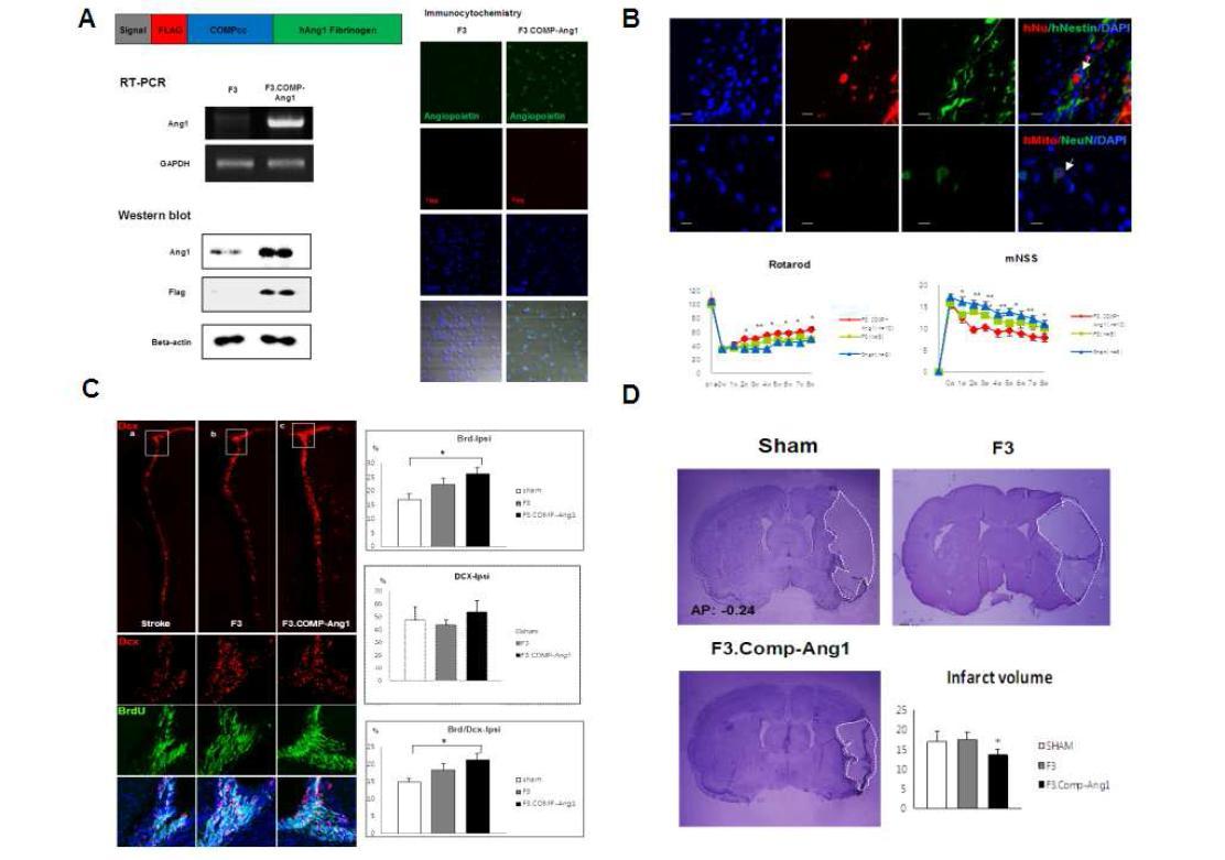 (A)인간태아 신경줄기세포 (F3 neural stem cell)에 Comp기를 삽입한 Angiopoietin 1 (Ang1)을 LV vector를 이용하여 transfection 시킴. RT- PCR, Western blot 및 in vitro IHC 상에 서 Ang1이 안정적으로 발현함을 확인함. (B) F3.Comp.Ang1을 뇌내 이식 후 8주째 신경세포로의 분화 확인 (nestin+, hNeuN+) 및 8주까지의 행동학적 호전 관찰 (C) F3.Comp.Ang1을 뇌내 이식 후 SVZ에서의 내인성 신경재생능 (BrdU+/DCX+) 확인. (D) 세군에서의 infarct size 비교 결과, F3.Comp.Ang1의 뇌경색 크기가 다른 두군에 비해 유의하게 감소됨.