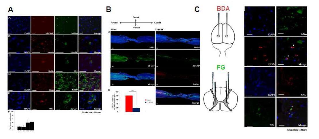 (A) F3.BDNF는 손상된 척수내에서 생착, 올리고덴드로글리아 (O4, MBP)로의 분화가 가능함을 확인. (B) 손상 후 글리아세포에 의해 유도되는 흉터생성 (GFAP+)을 감소시킴. (C) Neuronal tracer인 BDA, FG 등을 투여하여 손상된 척수 내 생착된 세포가 BDA, FG와 merge함을 확인.