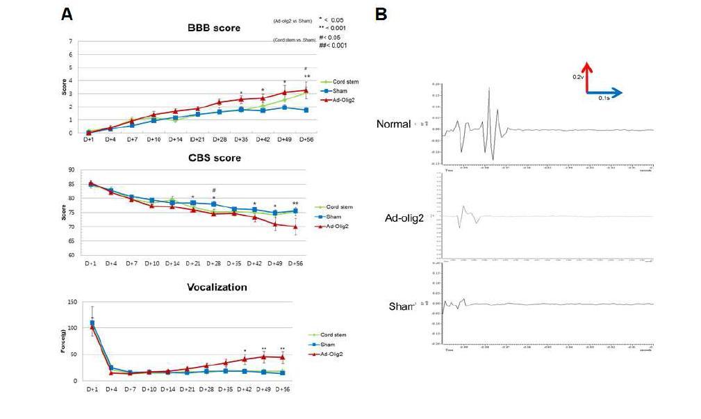 세포이식후 기능학적 호전양상 조사 (A) SCI 모델 behavior(vocalization threshold, BBB, CBS) 분석 (B) Electrophysiology (Motor evoked potential)
