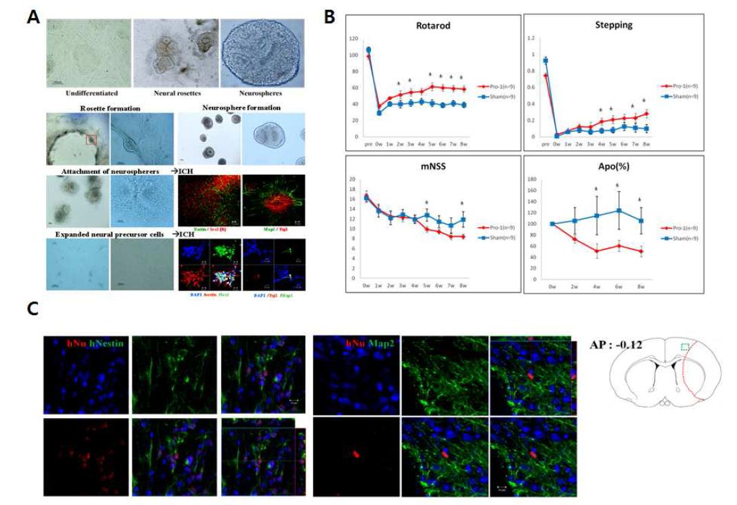 (A) 단백질 유도 만능줄기세포 (Pro1- iPSc)로부터 신경줄기세포로 분화 (Neurosphere method)하여 (Tuj1+/Sox2+/MAP2+) 뇌졸중 동물모델에 이식함. (B) Pro1- iPSc 신경줄기세포 이식 후 8주까지의 행동테스트 (Rotarod, stepping, mNSS, apomorphine test)에서 신경줄기세포 이식군 에서 행동학적 호전이 관찰. (C) 이식된 세포는 뇌내에서 8주까지 생존해 있으며 (hNu+) 신경세포 로 분화함 (Nestin+/Map2+).
