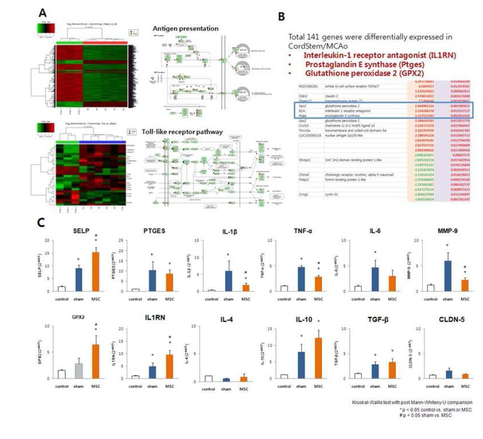 (A) Rat stroke model에서 뇌조직 mRNA 마이크로 어레이 분석을 통한 heat map 및 KEGG pathway를 통한 canonical pathway 결과 Toll- like pathway, antigen presentation 관련 유 전체 발현의 변화가 관찰됨. (B) 중간엽줄기세포를 투여한 후 샴군과 마이크로어레이 결과 상 141 개의 유전자 발현차이를 보이고, 이중 IL1RN, GPX2, PTGES 등의 항염증 관련 유전자 및 항세포고 사 관련 유전자들의 발현이 상승됨. (C) 정상군, MCAo군, MCAo 유도 후 중간엽줄기세포 투여군 에서의 뇌조직 사이토카인 발현을 Real time PCR로 분석함. 중간엽줄기세포 투여군은 전염증 사이 토카인 (IL- 1β, TNF- α, MMP- 9)의 발현을 감소시키고, 항염증 사이토카인 (IL- 1RN)등의 발현을 증 가시켰음.