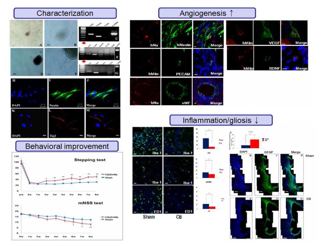 Umbilical cord blood- derived stem cell을 neuronal differentiation시켜 90min MCAo rat stroke model의 뇌내 이식을 통하여 행동학적 호전, 혈관신생(angiogenesis) 촉진 및 항염증 (anti- inflammation) 작용과 흉터생성(gliosis)의 감소를 보였음.