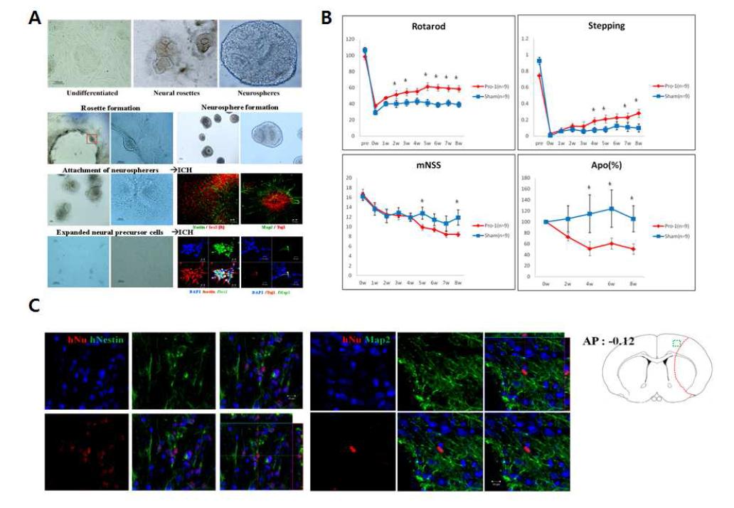 (A) 단백질 유도 만능줄기세포 (Pro1- iPSc)로부터 신경줄기세포로 분화 (Neurosphere method)하여 (Tuj1+/Sox2+/MAP2+) 뇌졸중 동물모델에 이식함. (B) Pro1- iPSc 신경줄기세포 이식 후 8주까지의 행동테스트 (Rotarod, stepping, mNSS, apomorphine test)에서 신경줄기세포 이식군에서 행동학적 호전이 관찰. (C) 이식된 세포는 뇌내에서 8주까지 생존해 있으며 (hNu+) 신경세포로 분화함 (Nestin+/Map2+).
