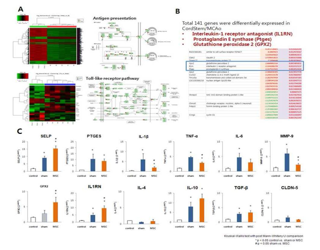 (A) Rat stroke model에서 뇌조직 mRNA 마이크로 어레이 분석을 통한 heat map 및 KEGG pathway를 통한 canonical pathway 결과 Toll- like pathway, antigen presentation 관련 유전체 발현 의 변화가 관찰됨. (B) 중간엽줄기세포를 투여한 후 샴군과 마이크로어레이 결과 상 141개의 유전자 발현차이를 보이고, 이중 IL1RN, GPX2, PTGES 등의 항염증 관련 유전자 및 항세포고사 관련 유전자 들의 발현이 상승됨. (C) 정상군, MCAo군, MCAo 유도 후 중간엽줄기세포 투여군에서의 뇌조직 사 이토카인 발현을 Real time PCR로 분석함. 중간엽줄기세포 투여군은 전염증 사이토카인 (IL- 1β, TNF- α, MMP- 9)의 발현을 감소시키고, 항염증 사이토카인 (IL- 1RN)등의 발현을 증가시켰음.