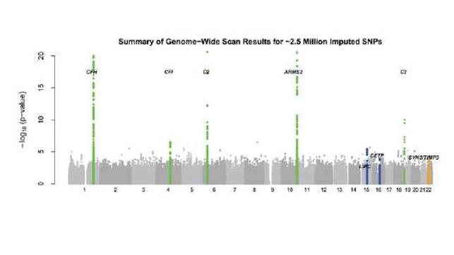 GWAS 연구를 통하여 찾아낸 나이관련황반변성의 유전자 이상.