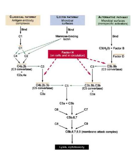 complement factor H (CFH) 가보체(complement)계의 경로에서의 역할.