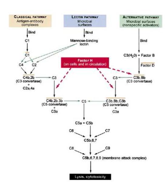 complement factor H (CFH) 가보체(complement)계의 경로에서의 역할.