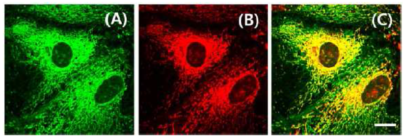 (A) TPM and (B) OPM images of astrocytes colabeled with (A) SHS-M2 and (B) MitoTracker Red FM. (C) Merged image. The wavelengths for TP and OP excitation were 750 and 514 nm, respectively, and the corresponding emissions were collected at 425−575 nm (SHS-M2) and 600−700 nm (Mitotracker Red FM). Scale bar = 30 μm. Cells shown are representative images from replicate experiments (n = 3).