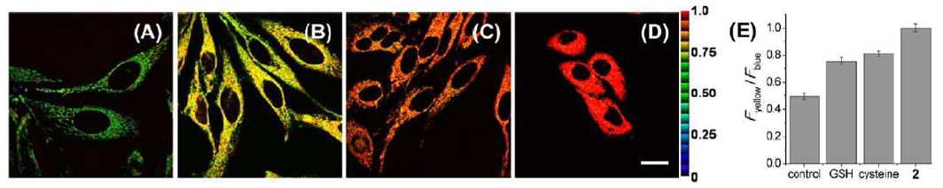 (A−D) Pseudocolored ratiometric TPM images (Fyellow / Fblue) of (A, D) HeLa cells incubated with 2 μM (A) SHS-M2 or (D) 2 and (B, C) HeLa cells pretreated with 100 μM (B) GSH or (C) cysteine for 30 min before labeling with SHS-M2. Images ere acquired using 750 nm. excitation and emission windows of 425−470 nm (blue) and 525−575 nm (yellow). Cells shown are representative images from replicate experiments (n = 5). (E) Average values of Fyellow / Fblue in (A−D).