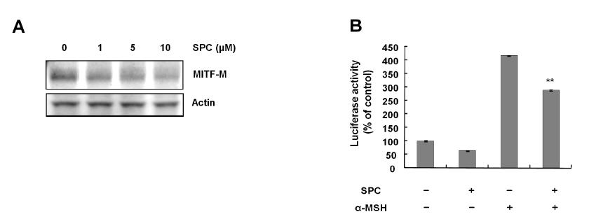 SPC의 처리에 의한 마우스 멜라닌세포의 MITF의 level 감소