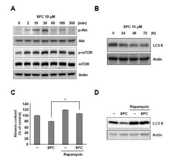 SPC의 처리에 의한 마우스 멜라닌세포에서의 AKT 와 mTOR 활성화