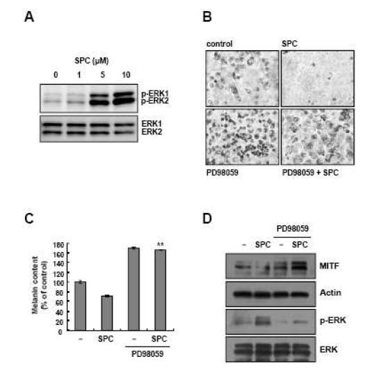멜라닌생성에서의 SPC와 PD98059 처리에 의한 효과