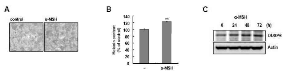 α-MSH 처리에 의한 melanin 생성에 DUSP6 level 연관성