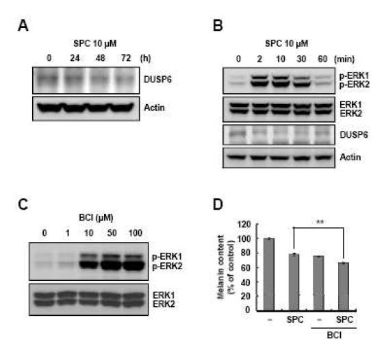 SPC처리에 의한 미백효과에서의 DUSP6 level 연관성