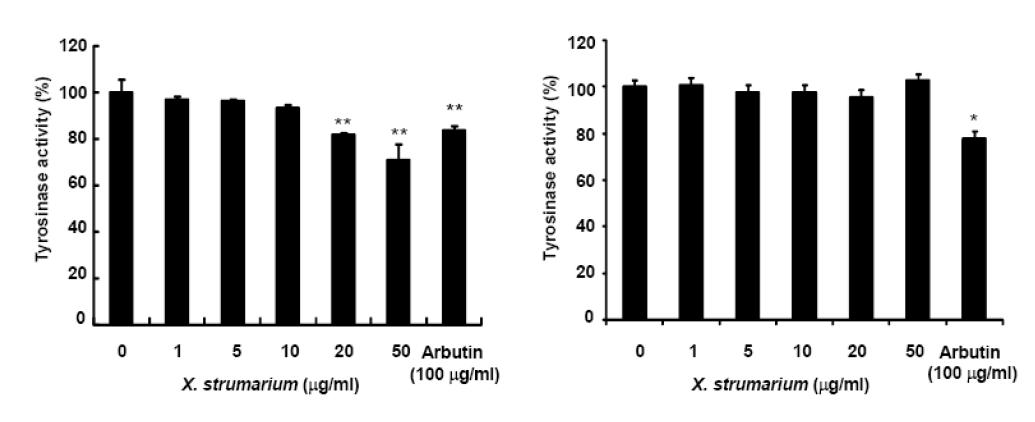 창이자추출물 처리에 의한 tyrosinase 활성에 미치는 영향