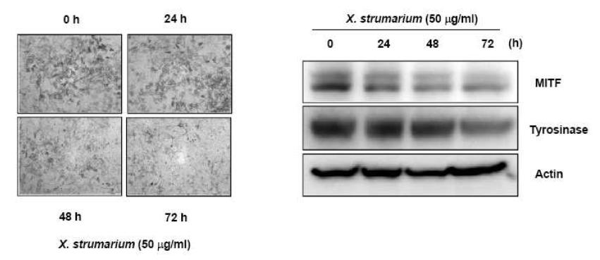 창이자추출물처리에 의한 MITF 및 tyrosinase level 감소