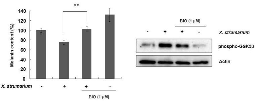 Melanin생성에서의 창이자추출물과 GSK-3β저해제 처리에 의한 효과