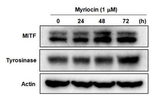 Myriocin처리에 의한 MITF 및 tyrosinase level 증가