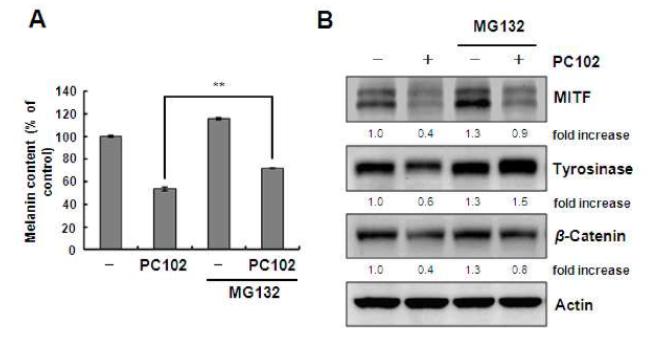 Ceramide PC102처리에 의한 멜라닌생성감소에 MG132가 미치는 영향