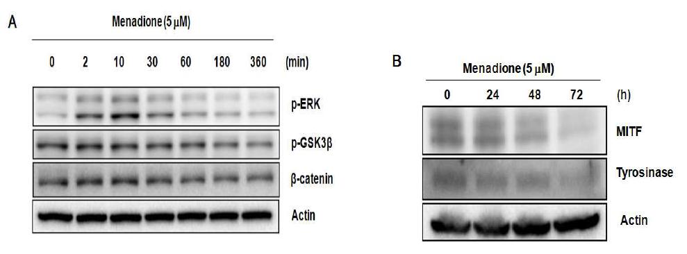 Menadione의 신호전달 경로 및 MITF와 tyrosinase의 발현에 미치는 영향