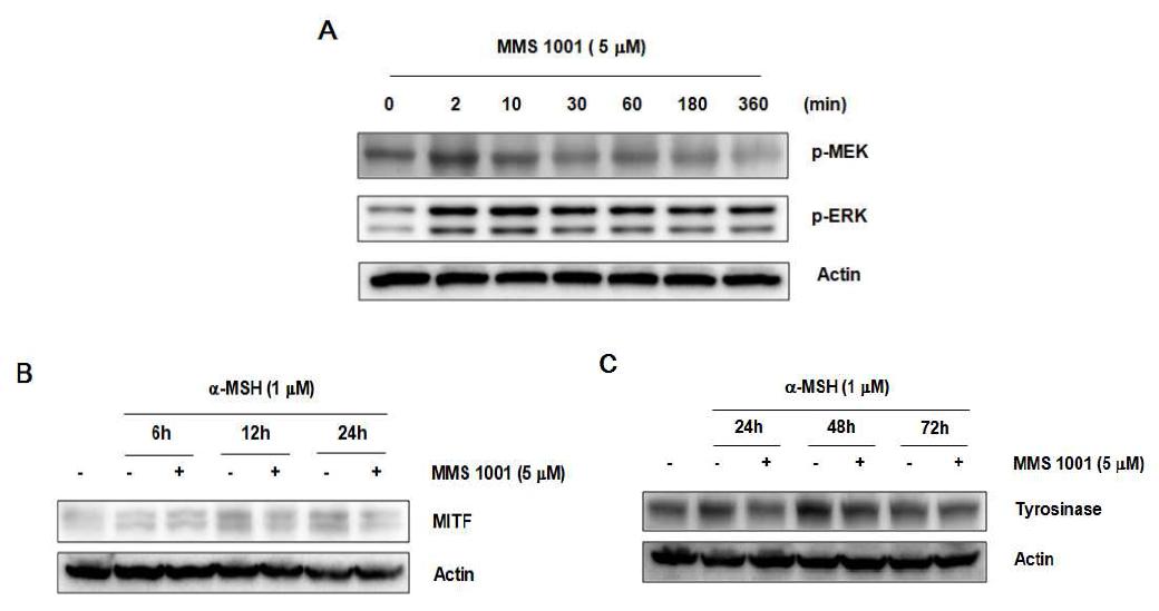 MMS 1001의 신호전달 경로와 MITF와 tyrosinase의 발현에 미치는 영향