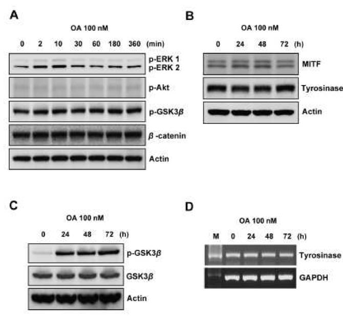 Okadaic acid 처리가 멜라닌생성에 중요한 단백질 level에 미치는 영향