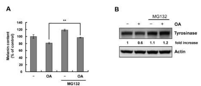 Okadaic acid 처리에 의한 멜라닌생성감소에 MG132가 미치는 영향