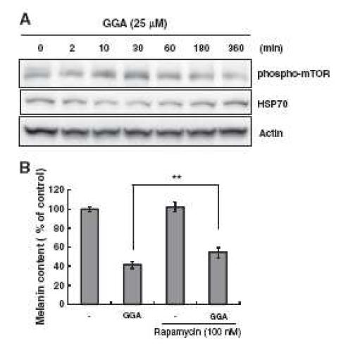 GGA 처리에 의한 HSP70 단백질level과 mTOR 활성에 미치는 영향