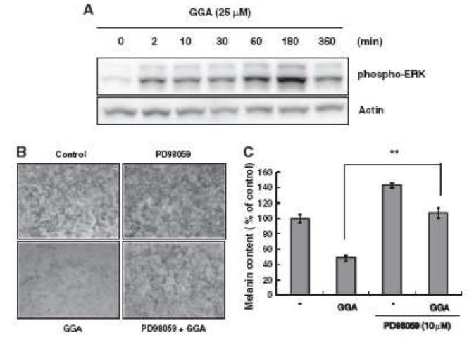 GGA 처리에 의한 ERK활성에 미치는 영향