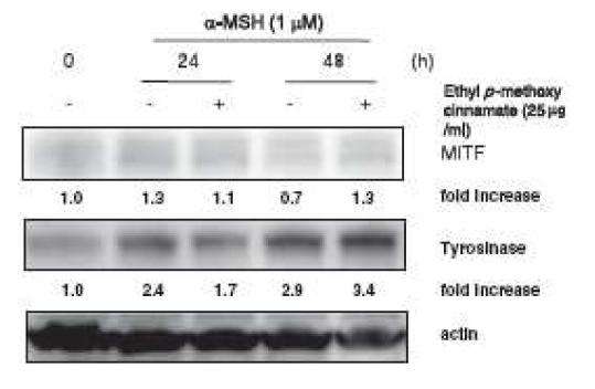 ethyl p-methoxycinnamate 처리에 의한 멜라닌생성에 중요한 단백질 level에 미치는 영향