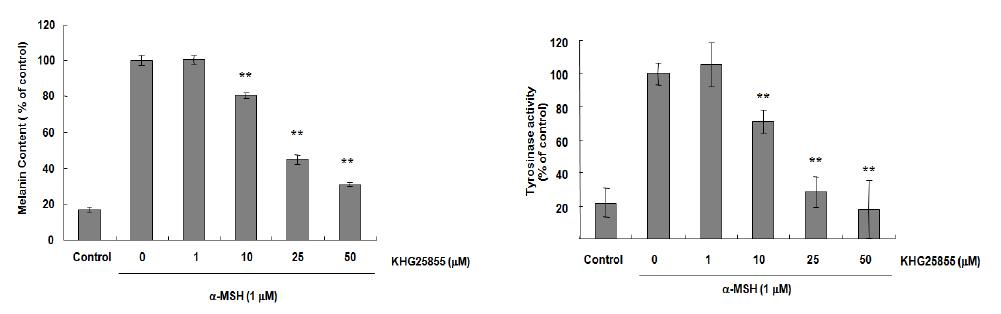 KHG25855에 의한 멜라닌 생성 억제 작용