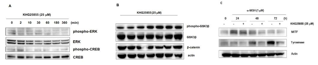 KHG25855의 신호전달 경로와 tyrosinase의 발현에 미치는 영향